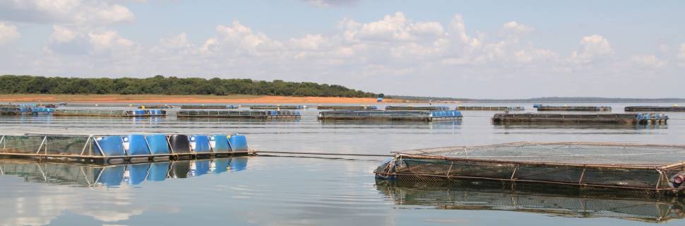 FAO/Sofia 2024: Pela primeira vez, a aquicultura global supera a pesca