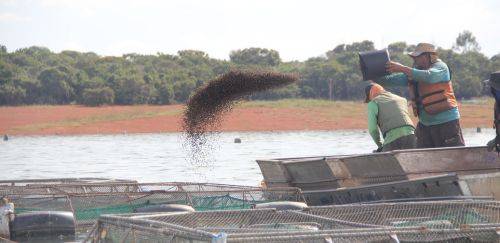 Novas regras para inspeção de produtos de nutrição animal