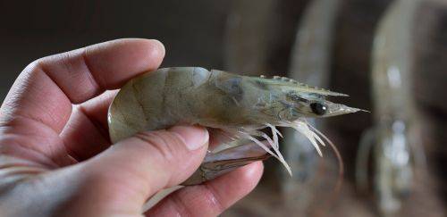 A fórmula da Aquacrusta/Sabores da Costa que fortalece o camarão no CE