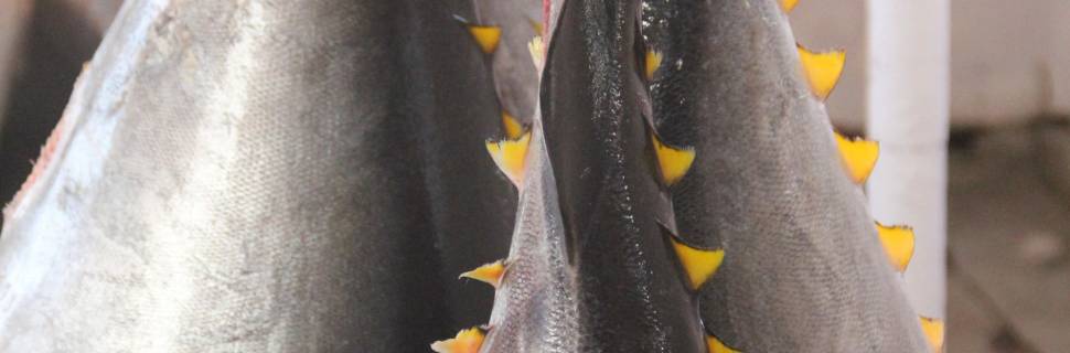 Nova isenção do tarifaço exclui o pescado e entidades cobram o governo