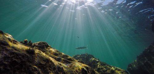 ICFA pede que CITES rejeite 3 propostas e adote novos critérios