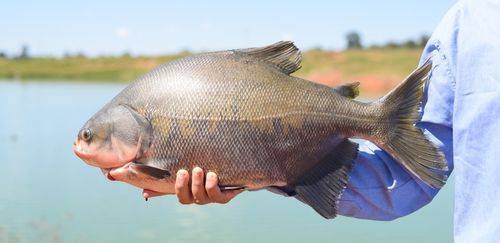 A atuação da Embrapa Pesca e Aquicultura em busca do tambaqui ideal