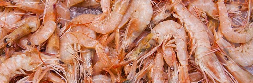 Afinal, a pesca de arrasto de camarões pode ser sustentável?