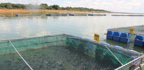 Recorde atrás de recorde: os números da piscicultura BR em 2024