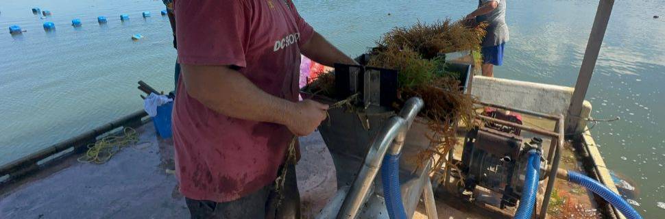 >Algicultura desponta como profissão do futuro Algicultura desponta como profissão do futuro