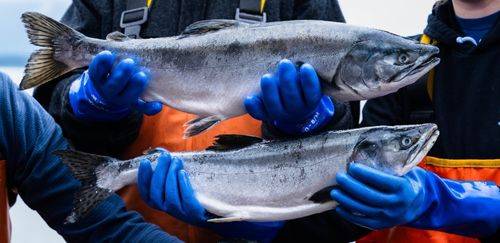 Do Alasca para o Brasil: o pescado selvagem que conquista paladares