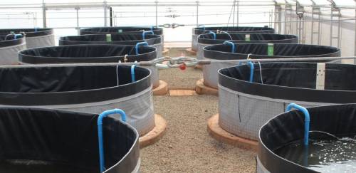 Fiperj faz renovação do plantel e estimula piscicultura fluminense