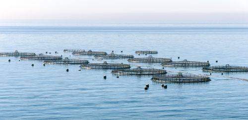 MPA divulga novo prazo para aquicultores entregarem o RAP