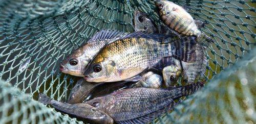 A influência da genética no rendimento de carcaça e filé em tilápias A influência da genética no rendimento de carcaça e filé em tilápias