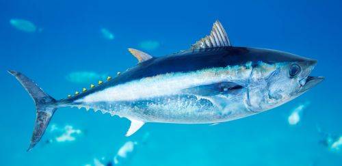 Nova Portaria do MPA encerra a captura da albacora bandolim 2024