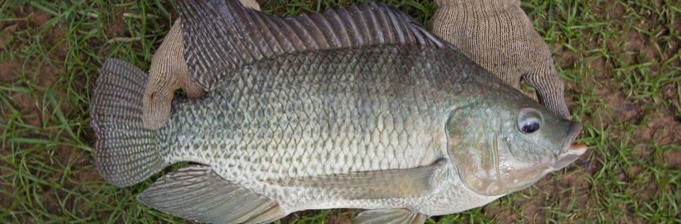 >Embrapa lança rede nacional para acelerar inovação na aquicultura Embrapa lança rede nacional para acelerar inovação na aquicultura