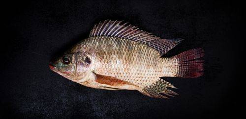 MMA suspende elaboração da lista de espécies exóticas invasoras