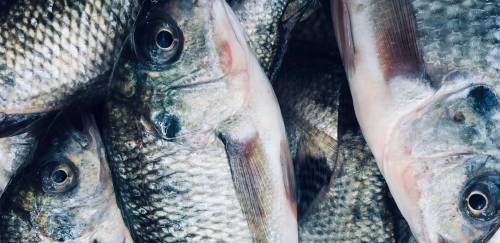 Governo de MG endurece regras tributárias para tilápia do exterior