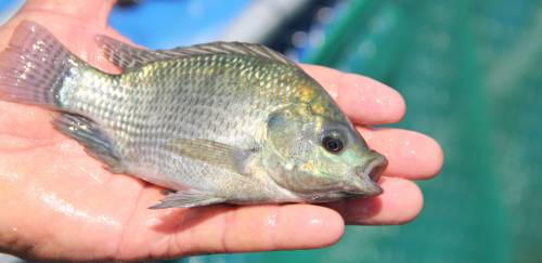 Anuário PeixeBR: Brasil amplia produção de tilápia em 14,3% em 2024