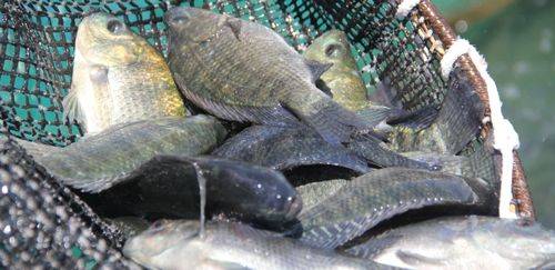 Banco genético fortalece tilapicultura no Brasil