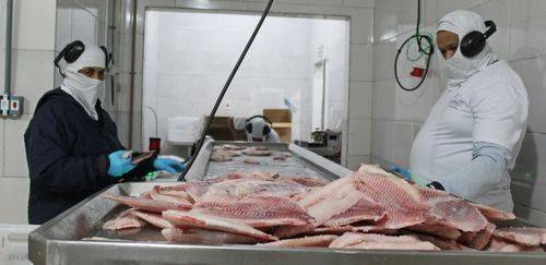 Rumo à UE: como preparar sua indústria de pescado às novas regras Rumo à UE: como preparar sua indústria de pescado às novas regras