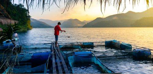 Pesquisadores defendem aquicultura para combater mudanças climáticas