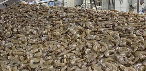 Defeso de camarão e lagosta: os impactos regulatórios na indústria