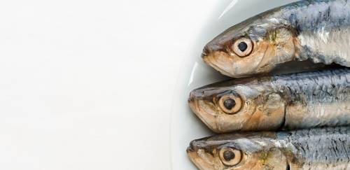 Importação de sardinha e outros alimentos terá imposto zerado