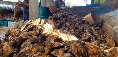 PPM 2024: produção de ostras, vieiras e mexilhões cresce 21,7% em 2024