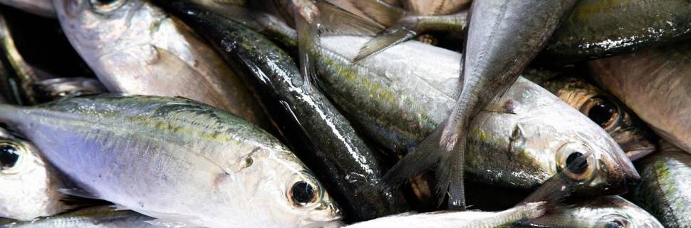 Brasil assina Declaração de Copenhague contra crime na pesca