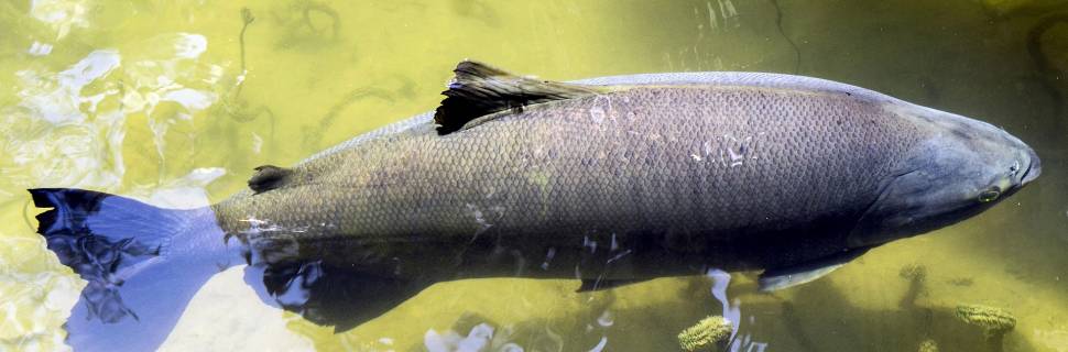 Produção de peixes nativos tem queda em 2021, mas mantém potencial