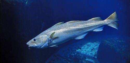 UE, Noruega e Reino Unido reduzem cotas no Mar do Norte para 2026 UE, Noruega e Reino Unido reduzem cotas no Mar do Norte para 2026