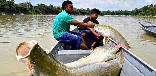 Pirarucu de manejo do Amazonas mira em novos mercados e exportação 