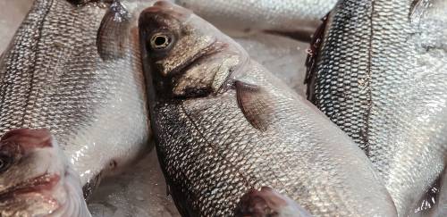 Rastreabilidade de pescado é desafio para a alimentação fora do lar 
