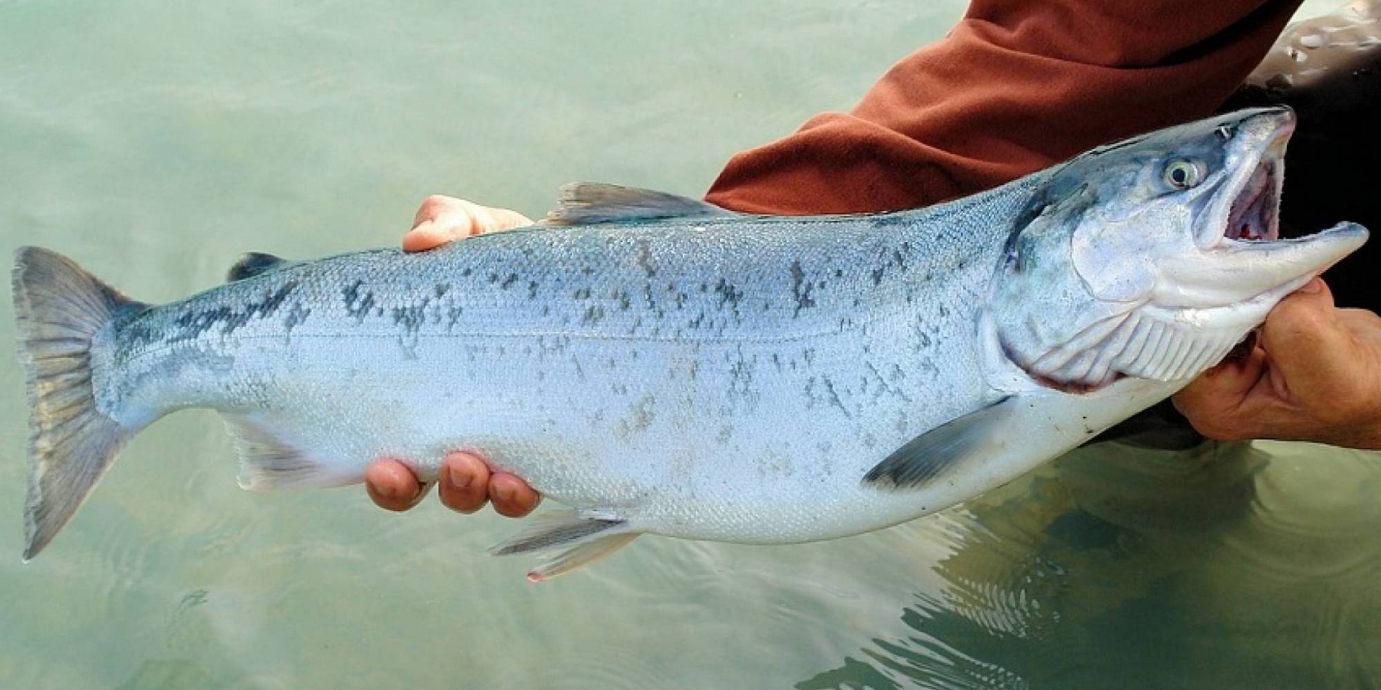 Oferta global de salmão selvagem deve aumentar em 2023