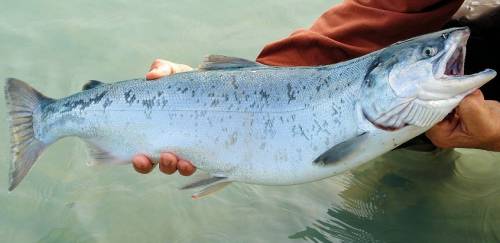 Sockeye bate recordes na safra de salmão selvagem do Alaska
