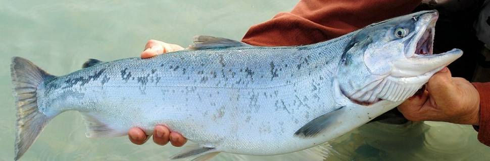 Sockeye bate recordes na safra de salmão selvagem do Alaska